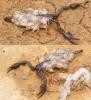 Euscorpius sp.